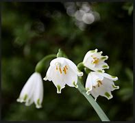 Image result for Leucojum aestivum Gravetye Giant