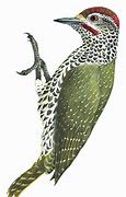 Image result for Campethera notata