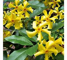 Trachelospermum jasminoides Star of Toscane に対する画像結果