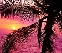 Image result for Pink Sunset Palm Trees