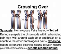 Image result for Synapsis Crossing Over