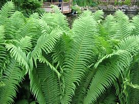 Image result for Matteucia struthiopteris