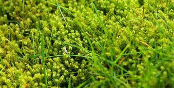 Image result for Moss On Lawn