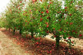 Image result for Apple Tree Spacing