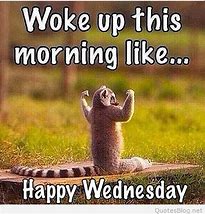 Image result for Hump Day Cat Meme