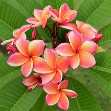 Image result for Florida Tropical Plants Full-Sun
