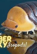 Image result for Isopod Amber Rubber Ducky