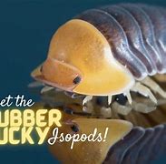 Image result for Isopod Fursuit