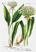 Image result for Allium ursinum