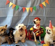 Image result for Large Dog Birthday Image
