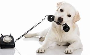 Image result for Dog Phone Call