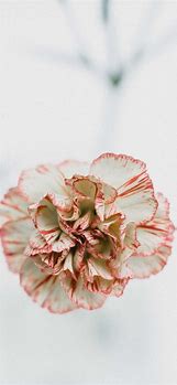 Image result for Red Flower iPhone Wallpaper
