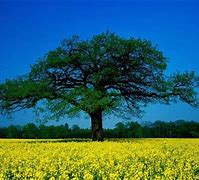 Image result for Photogentic Background Tree