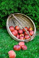 Image result for Small Red Sweet Apple