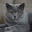 Image result for Gray Male Cat Names