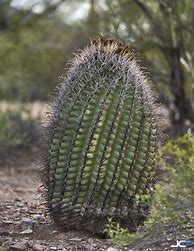 Image result for Arizona Cacti