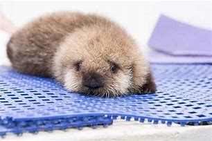 Image result for Cute Fuzzy Baby Otters