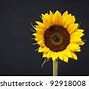 Image result for Sunflower Lock Screen