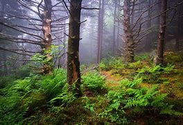 Image result for Appalachian Mountains Forest