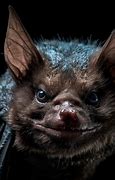 Image result for Bat with Big Nose