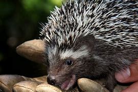 Image result for South African Hedgehog