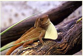 Image result for anolis_cybotes