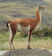Image result for guanaco