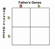 Image result for Blank Punnett Square Template