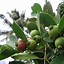 Image result for Strawberry Guava