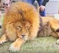 Image result for Largest World Biggest Lion
