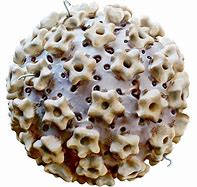 Image result for Internal Genital Human Papillomavirus