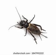 Image result for Field Cricket Female