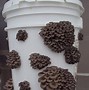 Image result for Mushroom Rigid Packaging