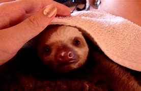 Image result for Baby Sloth Yawning