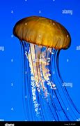 Image result for Pacific Sea Nettle Jellyfish