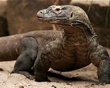 Image result for Dragon Lizard Types