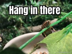 Image result for Hang Yourself Meme