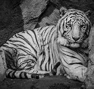 Image result for Planet Zoo Tiger