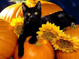 Image result for Cute Cat Halloween Pics