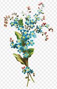 Image result for Forget Me Nots Sketches