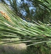 Image result for Pinus pinea