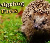 Image result for All About Hedgehogs