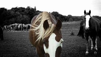 Image result for Just a Touch Horse