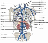 Image result for Chest Area Anatomy