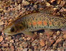 Image result for Greenback Cutthroat Trout