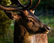 Image result for Deer Snoot