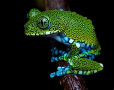 Image result for Peacock Tree Frog