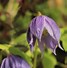 Image result for Clematis macropetala Maidwell Hall