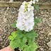 Image result for Delphinium magic fountain Pure White