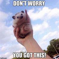 Image result for Animal Encouragement Memes